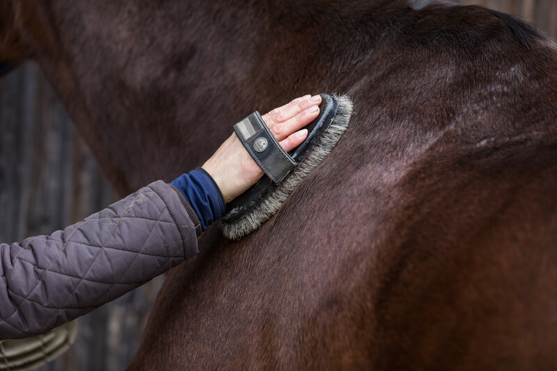 Paardenborstels kopen