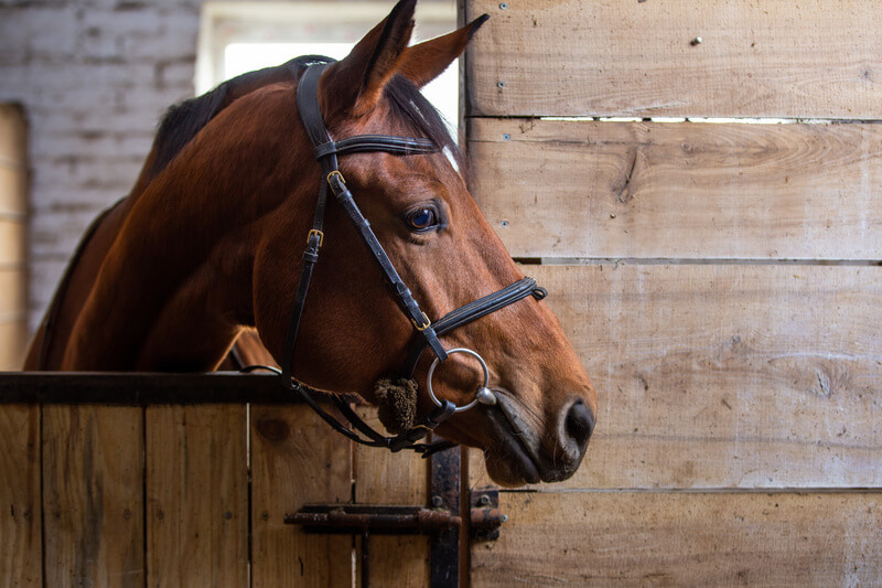 Halsters kopen voor uw paard