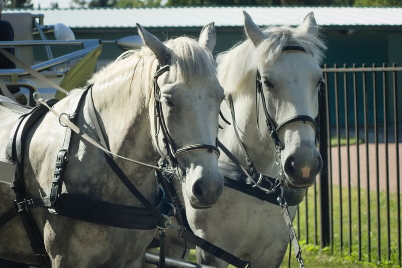 Hoofdstel kopen voor uw paard