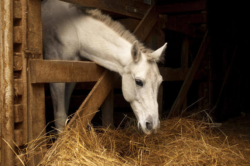 Paardenvoer
