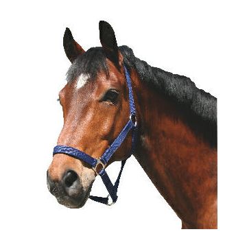 Nylon halster Classic