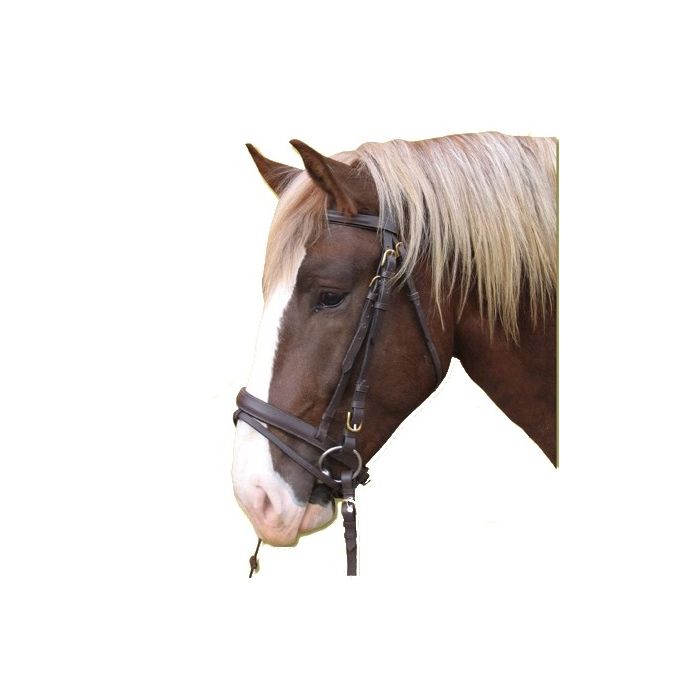 Hoofdstel Koudbloed main product photo